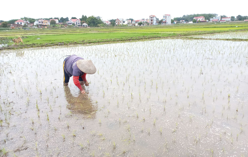  Người dân xóm Lương Tạ 2, xã Lương Phú (Phú Bình) khắc phục diện tích lúa bị ngập úng