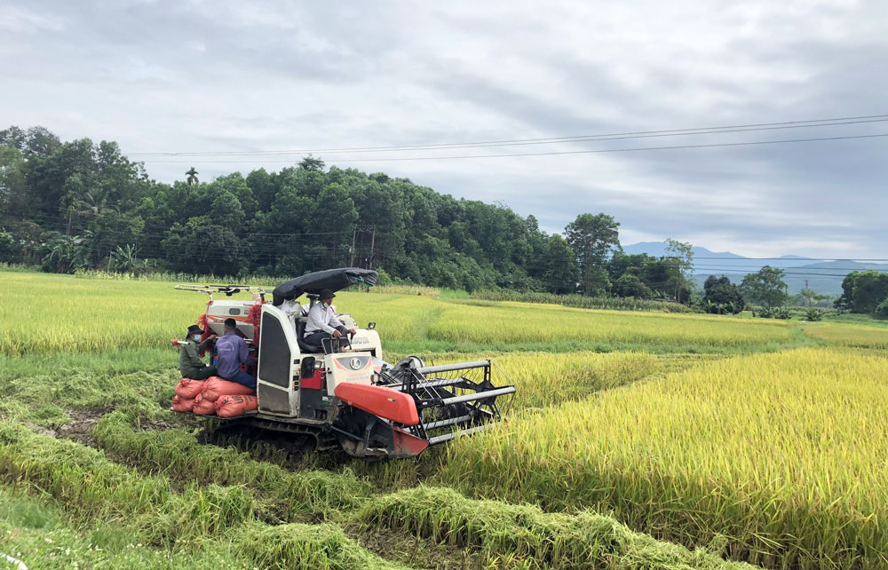  Nông dân Phú Lương thu hoạch lúa vụ xuân. Ảnh: T.L
