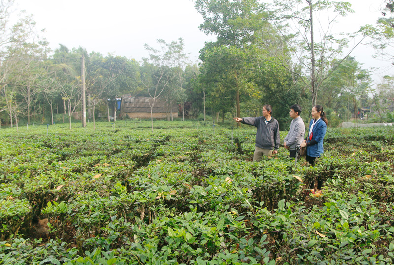   Cây chè tại xã Bá Xuyên đang là một trong những sản phẩm chủ lực của T.P Sông Công.