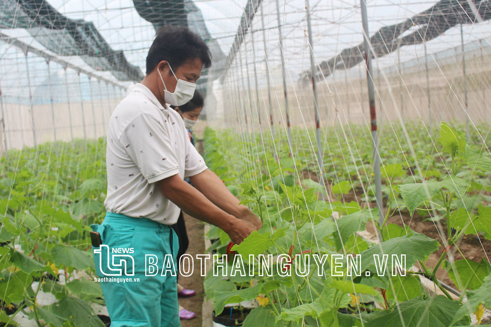 Mô hình trồng dưa bao tử trong nhà màng, quy mô hơn 1.000m2 tại phường Lương Sơn.