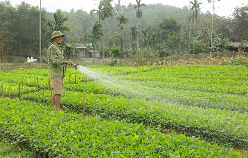  Gia đình ông Vũ Xuân Thanh, xóm Kết Thành, xã Hợp Thành (Phú Lương) hộ nông dân kiểu mẫu của xã với mô hình phát triển kinh tế chăn nuôi và vườn cây giống lâm nghiệp cho thu nhập khá.