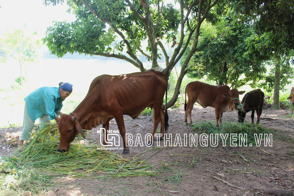  Người dân được khuyến cáo không nên chăn thả gia súc trong những ngày nắng nóng và bổ sung đủ thức ăn, nước uống cho vật nuôi.