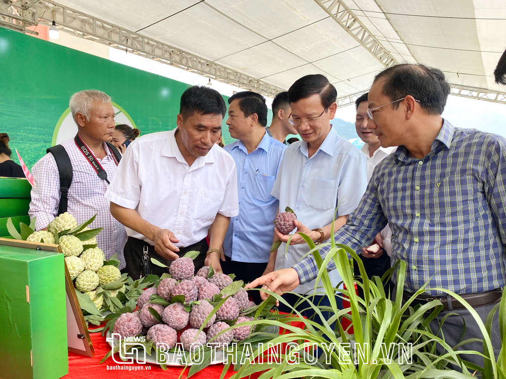  The delegates are interested in purple custard apples, one product of Phu Thuong Agriculture and Forestry Cooperative. 