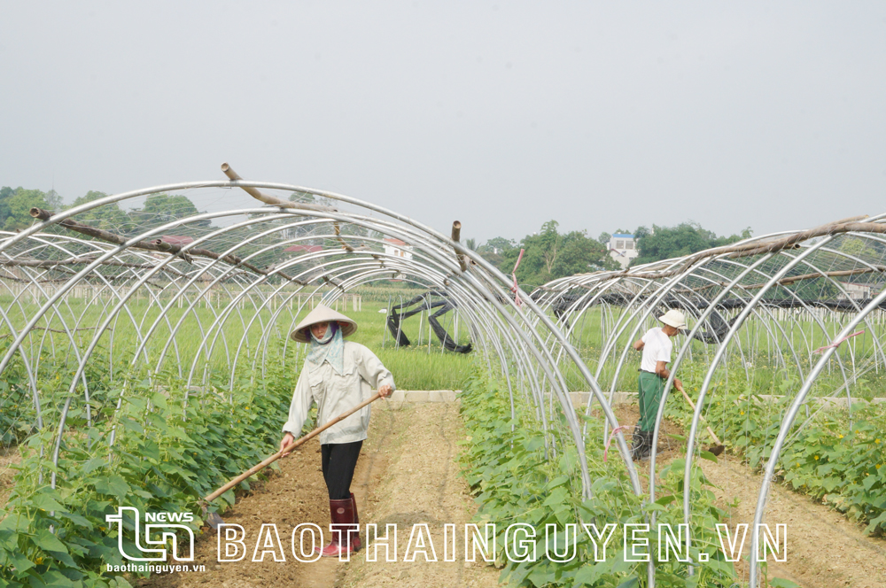  Việc chính sách tín dụng được triển khai sâu, rộng đến đúng đối tượng đã phát huy hiệu quả trong sản xuất. Trong ảnh: Mô hình sản xuất rau an toàn theo tiêu chuẩn VietGAP tại xã Phượng Tiến (Định Hóa). Ảnh: T.N