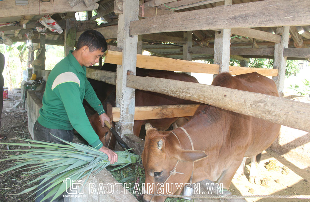  Gia đình anh Lý Văn Tài, ở xóm Phú Thọ, xã Phú Đô (Phú Lương) thoát nghèo nhờ được hỗ trợ từ Chương trình “Ngân hàng bò”.