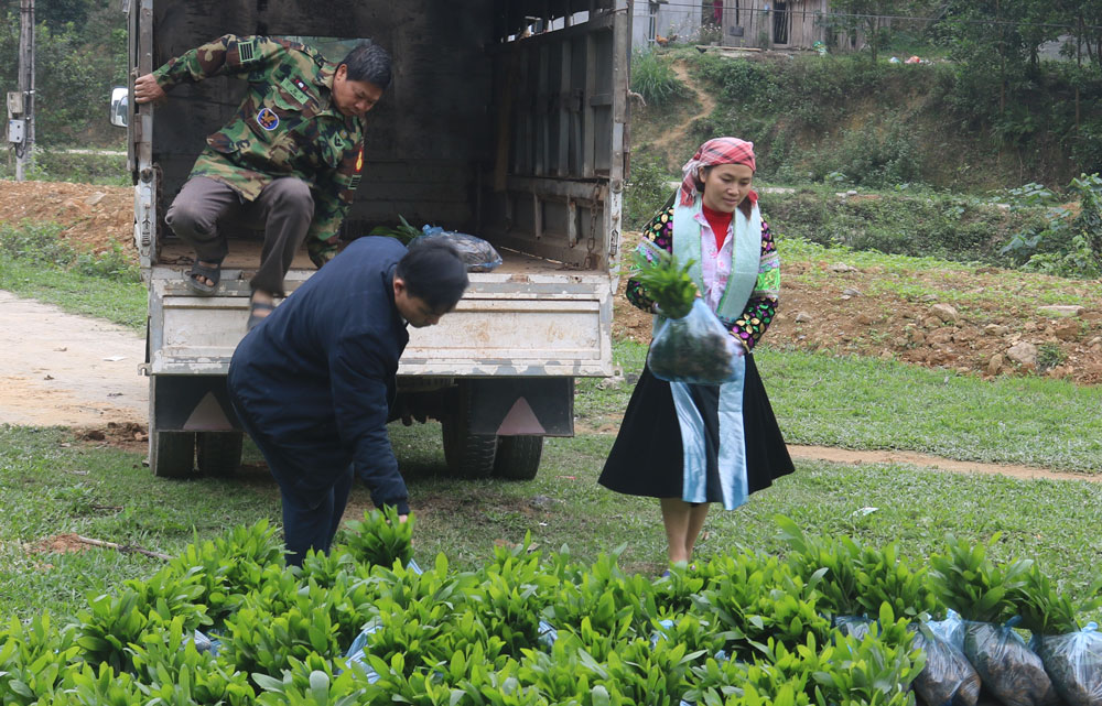  Năm 2021, gia đình bà Hoàng Thị Tùng ở xóm Na Sàng, xã Phú Đô (Phú Lương), vay được 50 triệu đồng từ Ngân hàng CSXH để trồng rừng.
