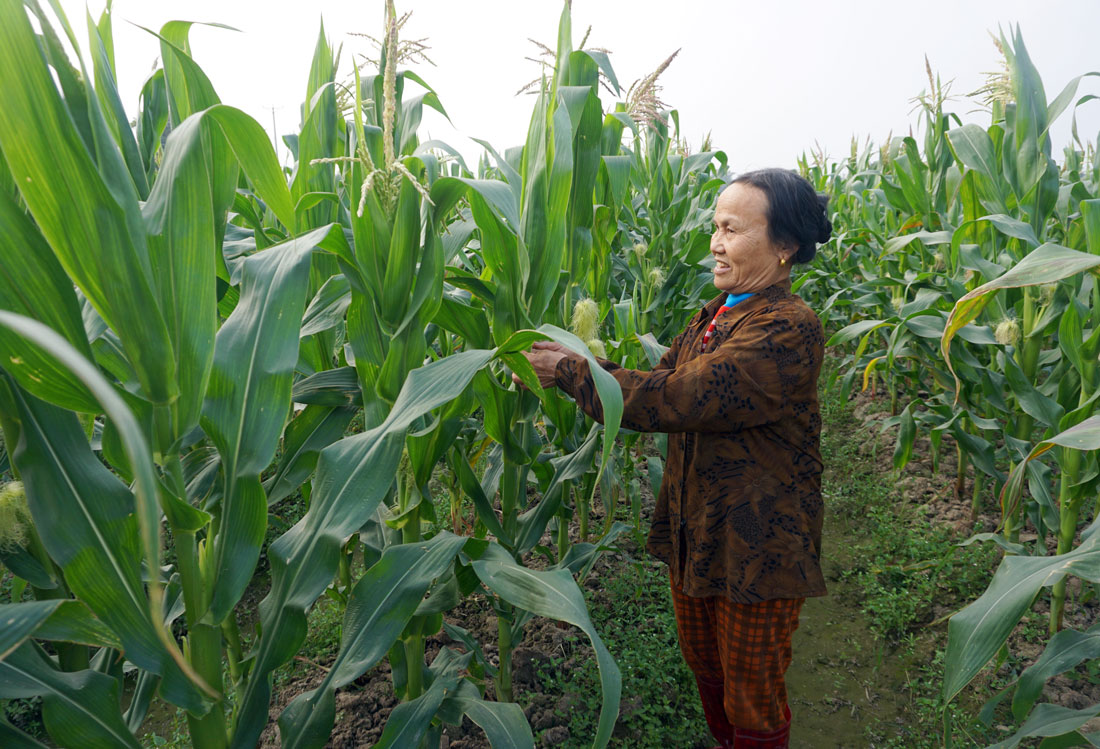  Bà con xóm Phẩm 2, xã Dương Thành (Phú Bình) kiểm tra sâu bệnh trên cây ngô.