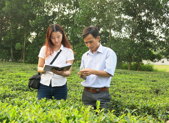  Anh Trần Hanh trao đổi kỹ thuật làm chè với phóng viên.