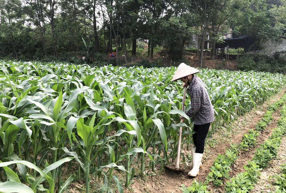  Bàn Đạt là một trong những địa phương sẽ triển khai trồng ngô sinh khối. Trong ảnh: Người dân xóm Việt Long đang chăm sóc cây ngô.