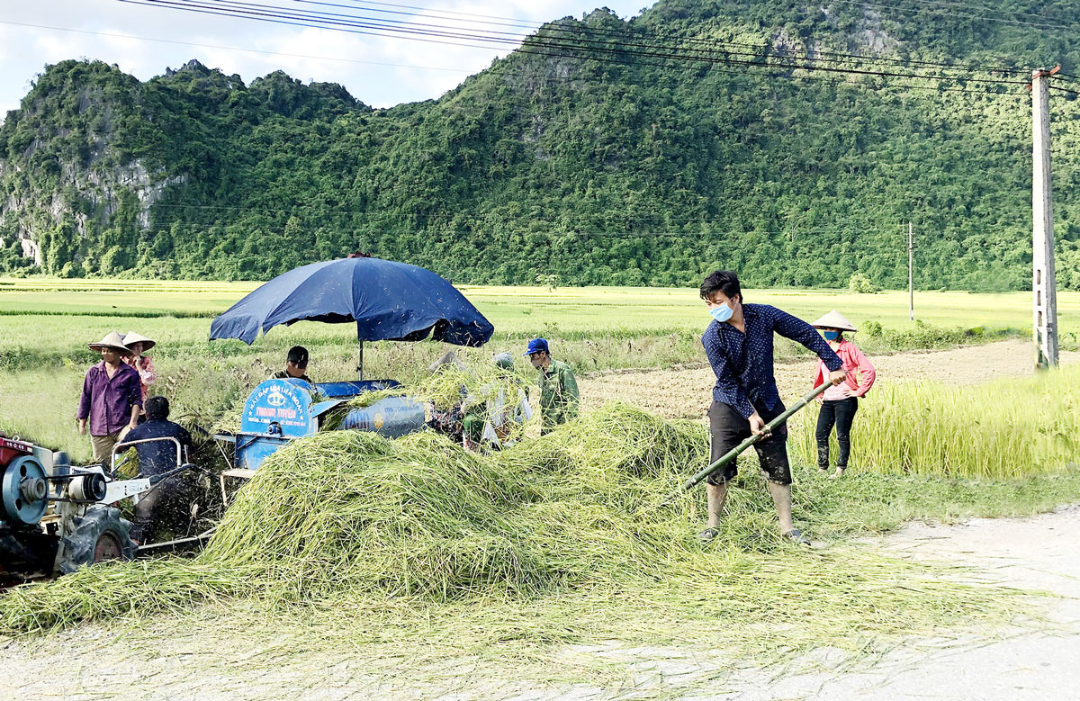  Bà con người dân tộc Mông ở xóm Mỏ Chì thu hoạch lúa xuân trên ruộng hợp tác sản xuất với người dân xóm Tân Sơn, xã Cúc Đường (Võ Nhai).