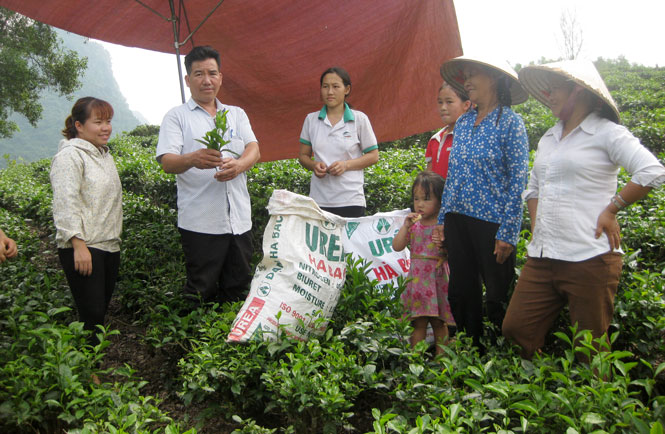  Thông qua các lớp tập huấn chuyển giao khoa học kỹ thuật thuộc chương trình, dự án hỗ trợ phát triển sản xuất, đồng bào người Mông xóm Khe Cạn, xã Văn Lăng (Đồng Hỷ) đã làm được sản phẩm chè chất lượng cao hơn so với trước đây.  