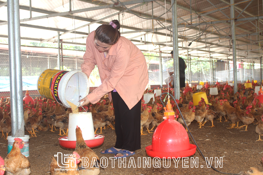 Thông qua phong trào “Nông dân thi đua sản xuất, kinh doanh giỏi, đoàn kết giúp nhau làm giàu và giảm nghèo bền vững”, nhiều mô hình kinh tế quy mô hộ, trang trại đã ra đời và hoạt động hiệu quả.