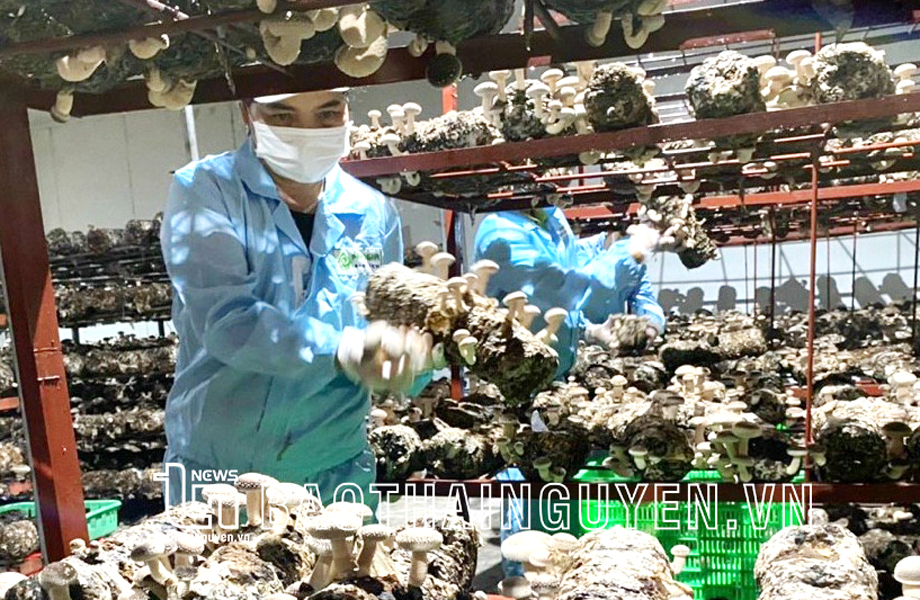  Hầu hết các công đoạn sản xuất nấm của Công ty TNHH Công nghệ sinh học Phú Gia, thị trấn Hùng Sơn (Đại Từ) được điều khiển bằng thiết bị máy vi tính.