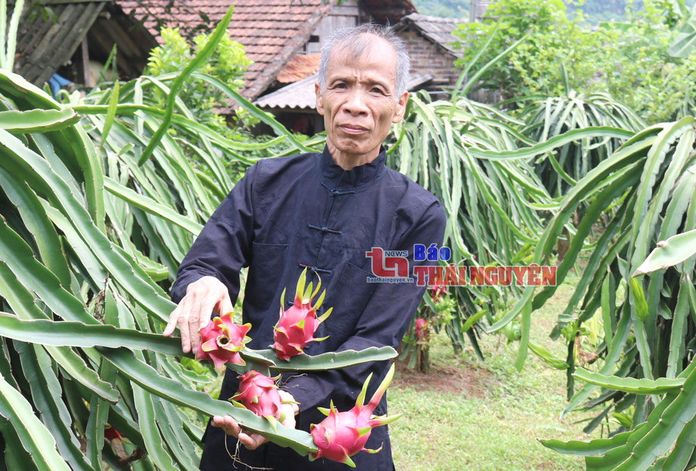  Từ mô hình trồng cây ăn quả, gia đình ông Hoàng Văn Thắng, ở xóm Phượng Hoàng, xã Phú Thượng (Võ Nhai) thu lãi trên 200 triệu đồng/năm.