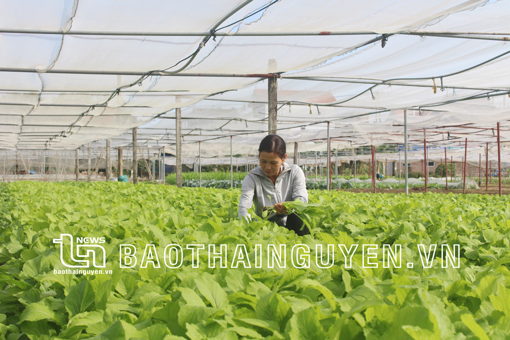  The model of supporting the development and expansion of safe vegetable production areas in association with digital transformation of Dong Cao Agricultural Service Cooperative (Pho Yen City) is promoting well.