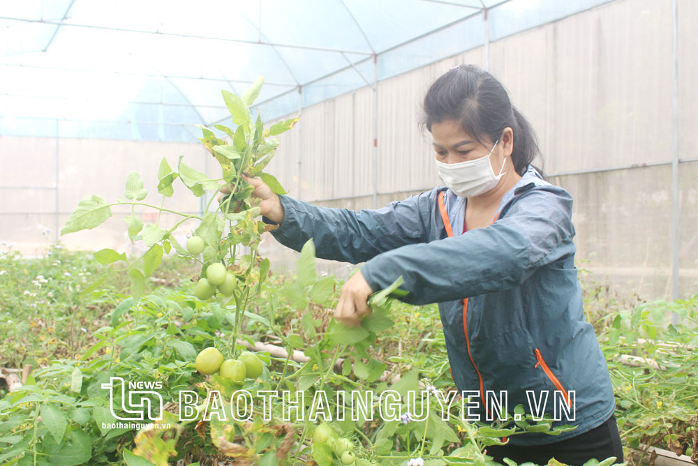  Mô hình trồng rau màu trong nhà lưới của gia đình chị Trương Thị Bích, ở tổ dân phố Pha, phường Lương Sơn cho thu nhập trên 100 triệu đồng/năm.