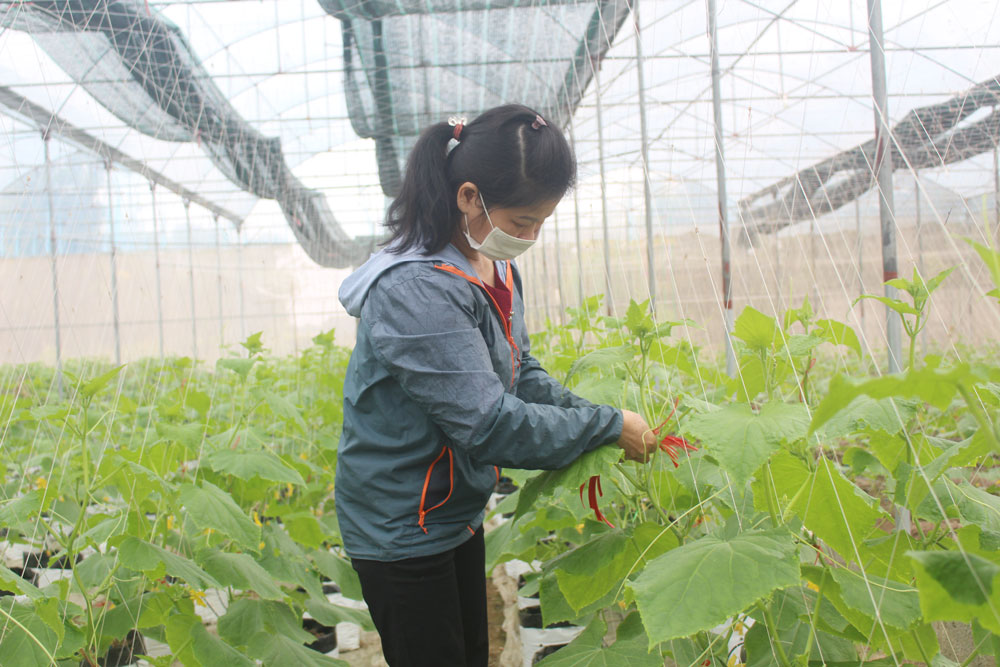  Năm 2021, T.P Sông Công đã hỗ trợ xây dựng nhà màng nhà lưới cho các hộ dân trên địa bàn với tổng diện tích trên 4.000m2.