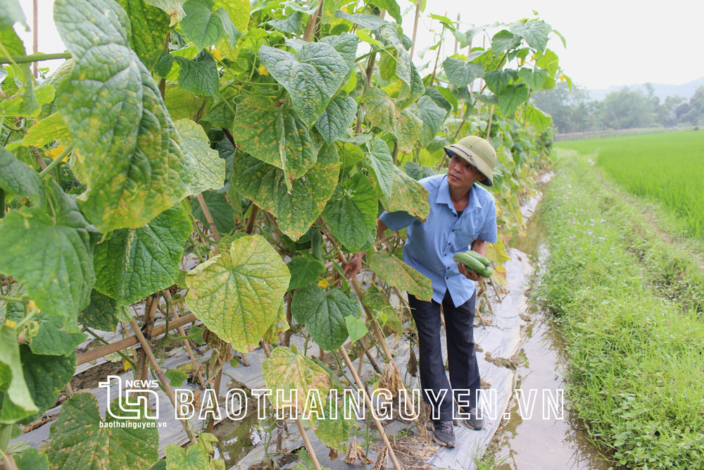 Việc sản xuất các sản phẩm nông nghiệp an toàn luôn được gia đình ông Tô Công Minh, xóm Đồng Niêng, xã Động Đạt đặt lên hàng đầu.