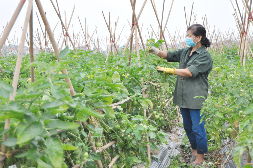  Đến nay, xã Dương Thành (Phú Bình) đã đạt 12/19 tiêu chí  nông thôn mới nâng cao. Trong ảnh: Người dân xóm Nguộn chăm sóc cây cà chua.