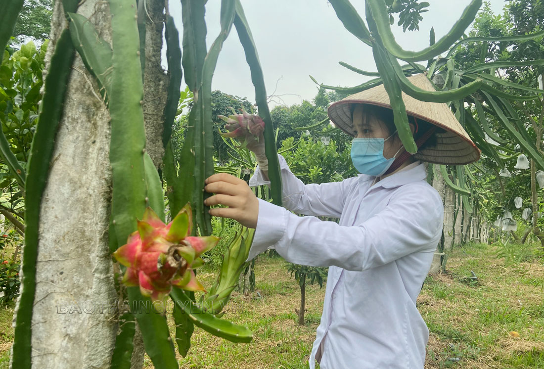  Vườn thanh long của chị Nguyễn Thị Quế, xóm Tiên Trường 1, xã Tiên Hội (Đại Từ) được quy hoạch khoa học, sạch, đẹp.