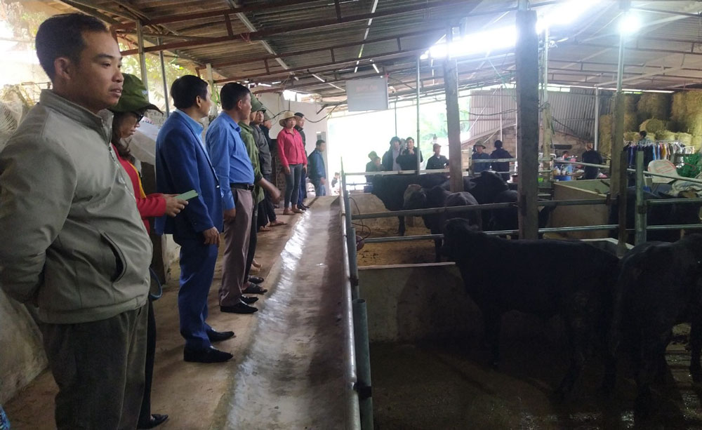 Các đại biểu tham quan mô hình tại Hợp tác xã chăn nuôi bò và dịch vụ sản xuất Nga My (Phú Bình).