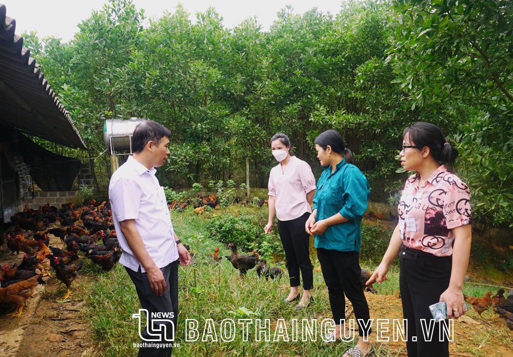  Lãnh đạo Trung tâm Khuyến nông Thái Nguyên kiểm tra mô hình chăn nuôi gà thịt lông màu theo hướng hữu cơ tại xã Phủ Lý (Phú Lương).