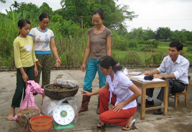 Thu mua ốc bươu vagrave;ng tại xatilde; Bảo Lyacute;