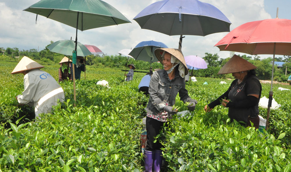  Năm nay, Trà matcha của HTX chè Bá Xuyên (T.P Sông Công) là 1 trong 12 sản phẩm OCOP đã được đăng ký. Trong ảnh: Người dân xã Bá Xuyên thu hái chè chính vụ.