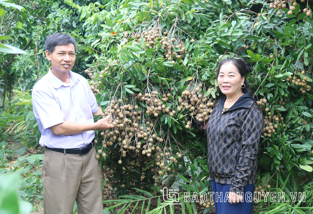  Ông Lê Quang Hưởng bên vườn cây ăn quả của gia đình cho thu nhập gần 100 triệu đồng/năm.