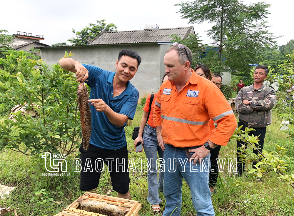  Gia đình anh Phạm Văn Dương, xóm 8, xã Tân Linh (Đại Từ) có thu nhập hơn 60 triệu đồng/năm từ nuôi ong lấy mật.