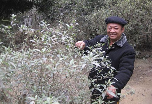  Ông Lý Văn Nùng, xóm Cây Bòng, xã La Hiên (Võ Nhai) chăm sóc vườn cây thuốc Nam chữa bệnh giúp người nghèo.   