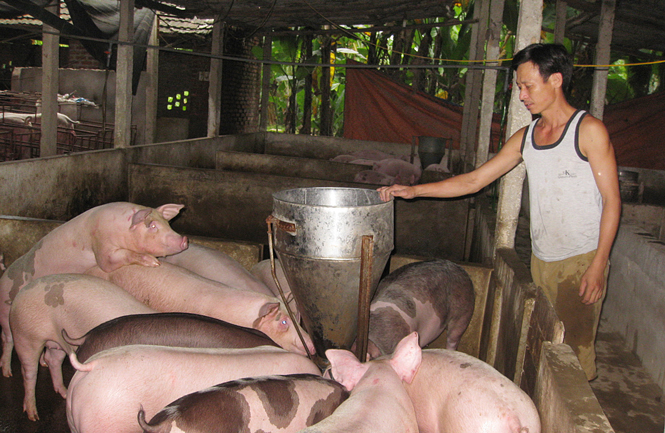  Đàn lợn 60 con sắp đến kỳ bán của ông Nguyễn Văn Phước, xã Đào Xá được dự báo sẽ tiếp tục lỗ nếu giá vẫn ở mức 30-31 nghìn đồng/kg như hiện nay.