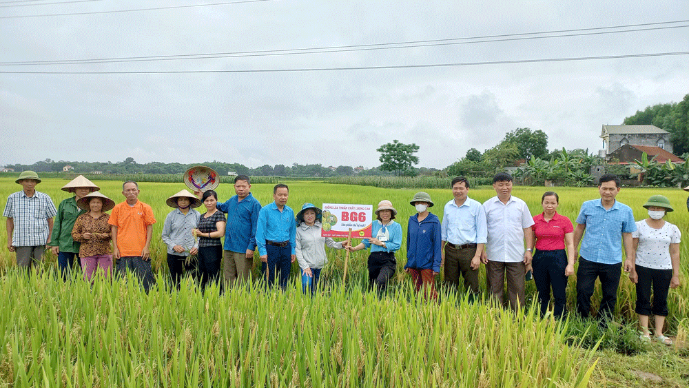 Vụ xuân năm nay, Trung tâm Dịch vụ Nông nghiệp huyện Phú Bình đưa vào trồng giống lúa BG6 trên diện tích 2ha tại xóm Phú Lương, xã Lương Phú, cho năng suất đạt 2,2 tạ/sào.