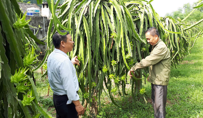  Mô hình làm kinh tế tại hộ gia đình CCB Nguyễn Ngọc Liên, xóm Gốc Vải đang là địa điểm được Hội CCB xã tổ chức cho nhiều hội viên khác đến  giao lưu, học hỏi kinh nghiệm làm kinh tế.