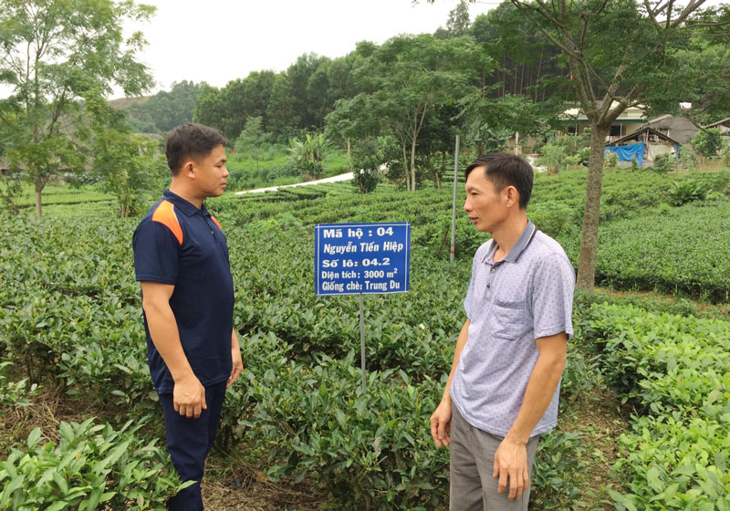  Anh Nguyễn Tiến Hiệp chia sẻ về phương pháp sản xuất, chế biến chè của gia đình.