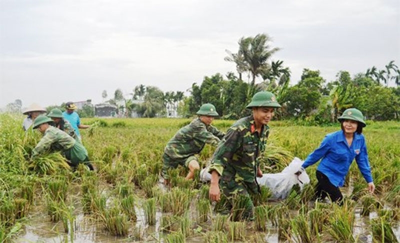   Bộ đội giúp dân thu hoạch lúa.Ảnh: Duy Hồng
