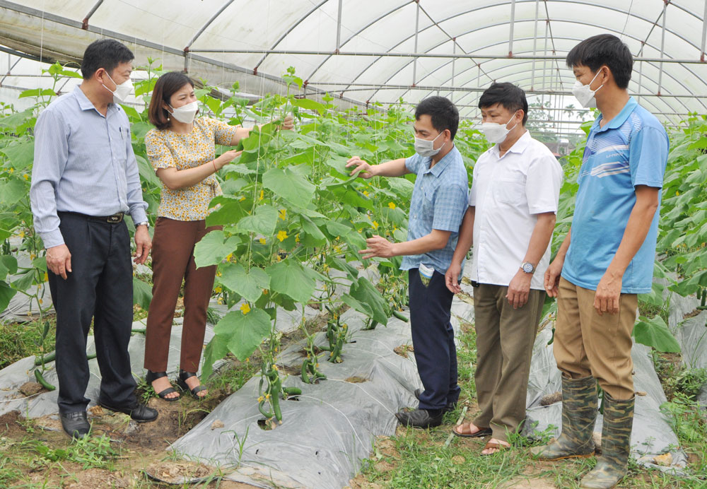 HTX Nông nghiệp Vạn Xuân (xã Tân Kim) được huyện Phú Bình hỗ trợ 350 triệu đồng xây dựng nhà màng, có diện tích trên 700m2 để sản xuất rau, củ, quả an toàn.