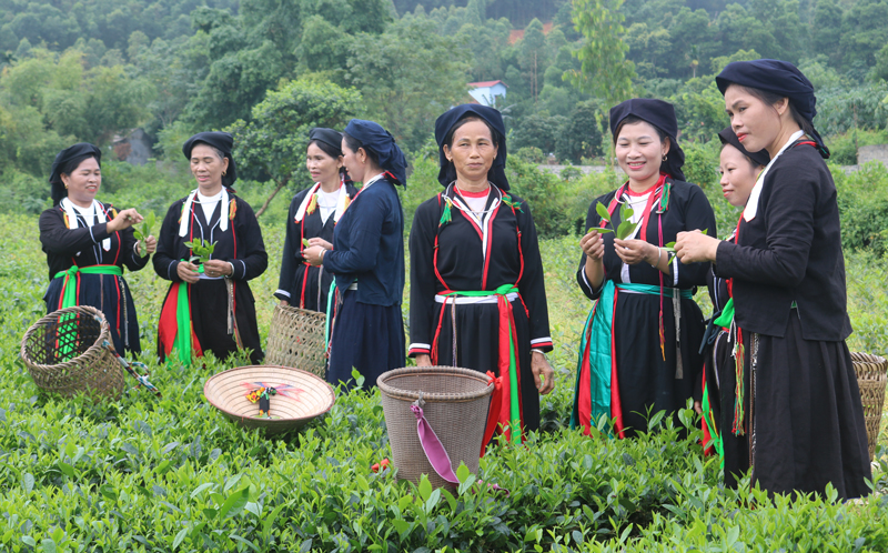  Đồng bào các dân tộc xã Phúc Thuận (T.X Phổ Yên) trao đổi kinh nghiệm sản xuất chè VietGAP.