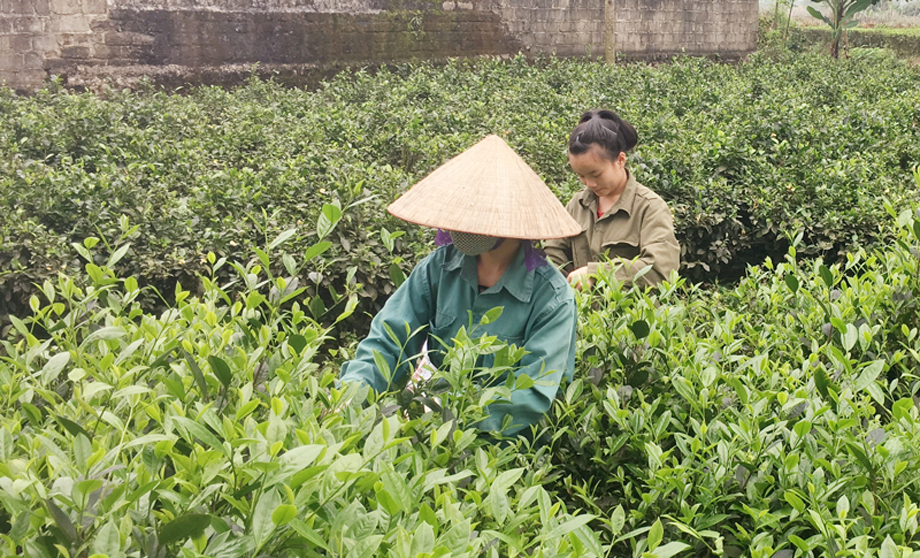 Xã Phúc Trìu tập trung hỗ trợ người dân phát triển cây chè để nâng cao thu nhập, góp phần giảm nghèo bền vững. Ảnh: T.L