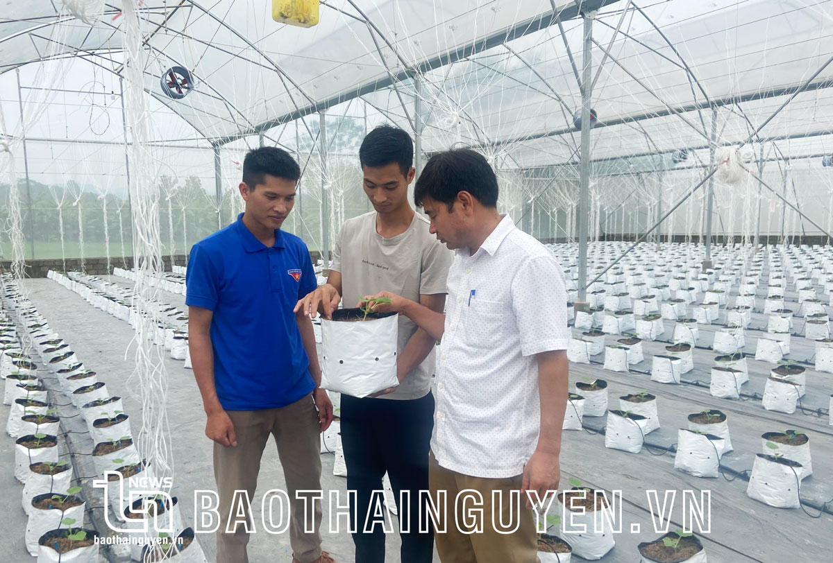  Mô hình trồng dưa lê Hàn Quốc đã được anh Nguyễn Văn Bách, xóm Trại Mới, thực hiện 2 vụ và khẳng định được hiệu quả kinh tế.