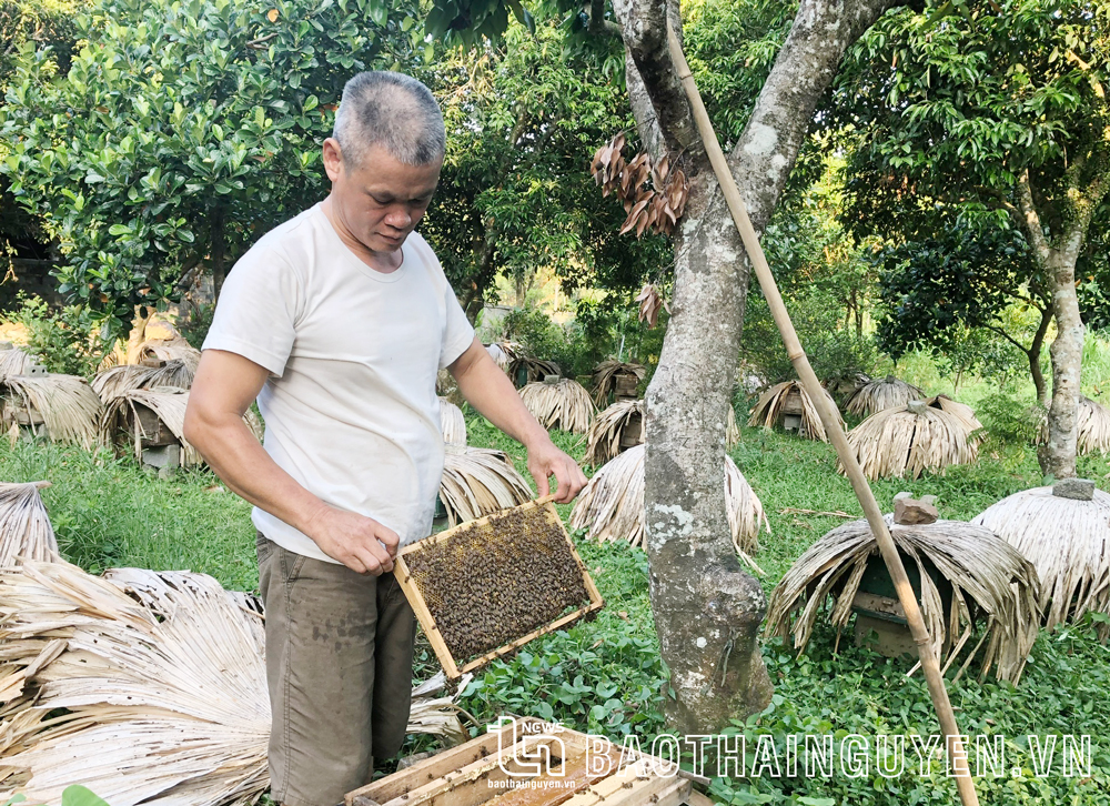 Từ chỗ chỉ có vài gia đình nuôi nhỏ lẻ, đến nay, toàn xã Hợp Thành có trên 100 hộ nuôi ong lấy mật.