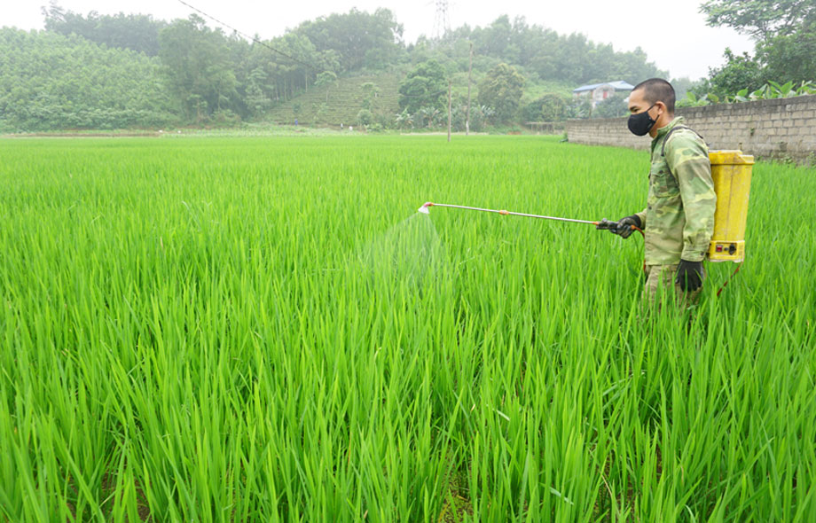  Cơ quan chuyên môn khuyến cáo bà con phun thuốc bảo vệ thực vật theo nồng độ, liều lượng, cách sử dụng theo hướng dẫn trên bao bì. Ảnh: T.L