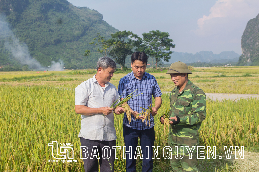  Cán bộ xã Dân Tiến và bà con nông dân canh tác trên cánh đồng Phương Bá đánh giá chất lượng lúa đặc sản trong vụ xuân này.