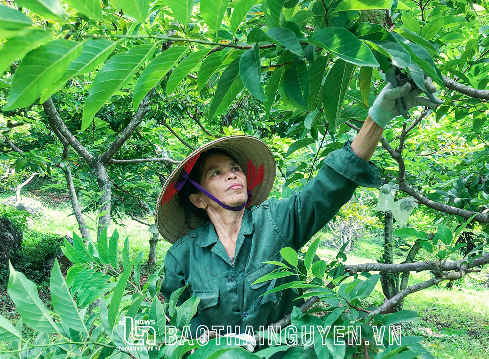  150ha diện tích trồng các loại cây ăn quả đem lại cho người dân xã Phú Thượng tổng thu nhập ước tính trên 35 tỷ đồng/năm.