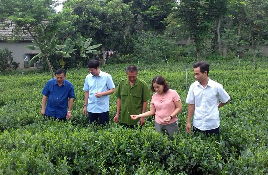 Cán bộ, nhân dân xã Phú Xuyên trao đổi kinh nghiệm phòng trừ sâu bệnh hại trên cây chè (ảnh chụp trước ngày 27/4/2021).