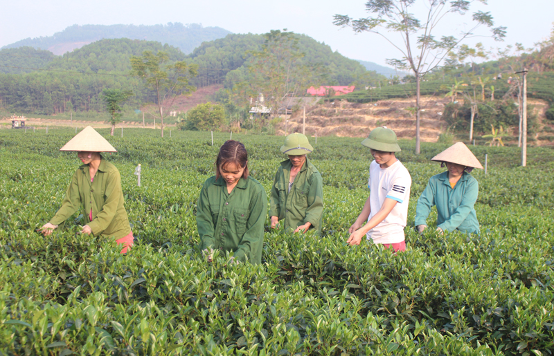  Làng nghề chè truyền thống xóm Phú Nam 1, xã Phú Đô có 60 hộ làm chè. Với năng suất chè búp tươi đạt 120tạ/ha, thu nhập bình quân đầu người của các hộ sản xuất chè đạt 30 triệu đồng/năm.