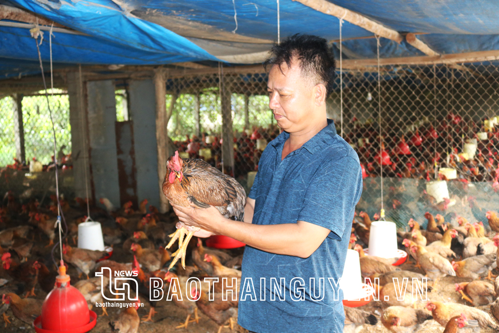 Để đàn gà khỏe mạnh, ông Vũ Văn Quang luôn coi trọng chất lượng dinh dưỡng và công tác phòng bệnh.