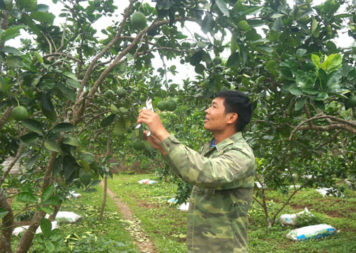  Đảng viên trẻ Nguyễn Văn Lợi ở xã Lương Phú (Phú Bình) là một điển hình về phát triển kinh tế với mô hình trồng cây ăn quả (ảnh T.L).