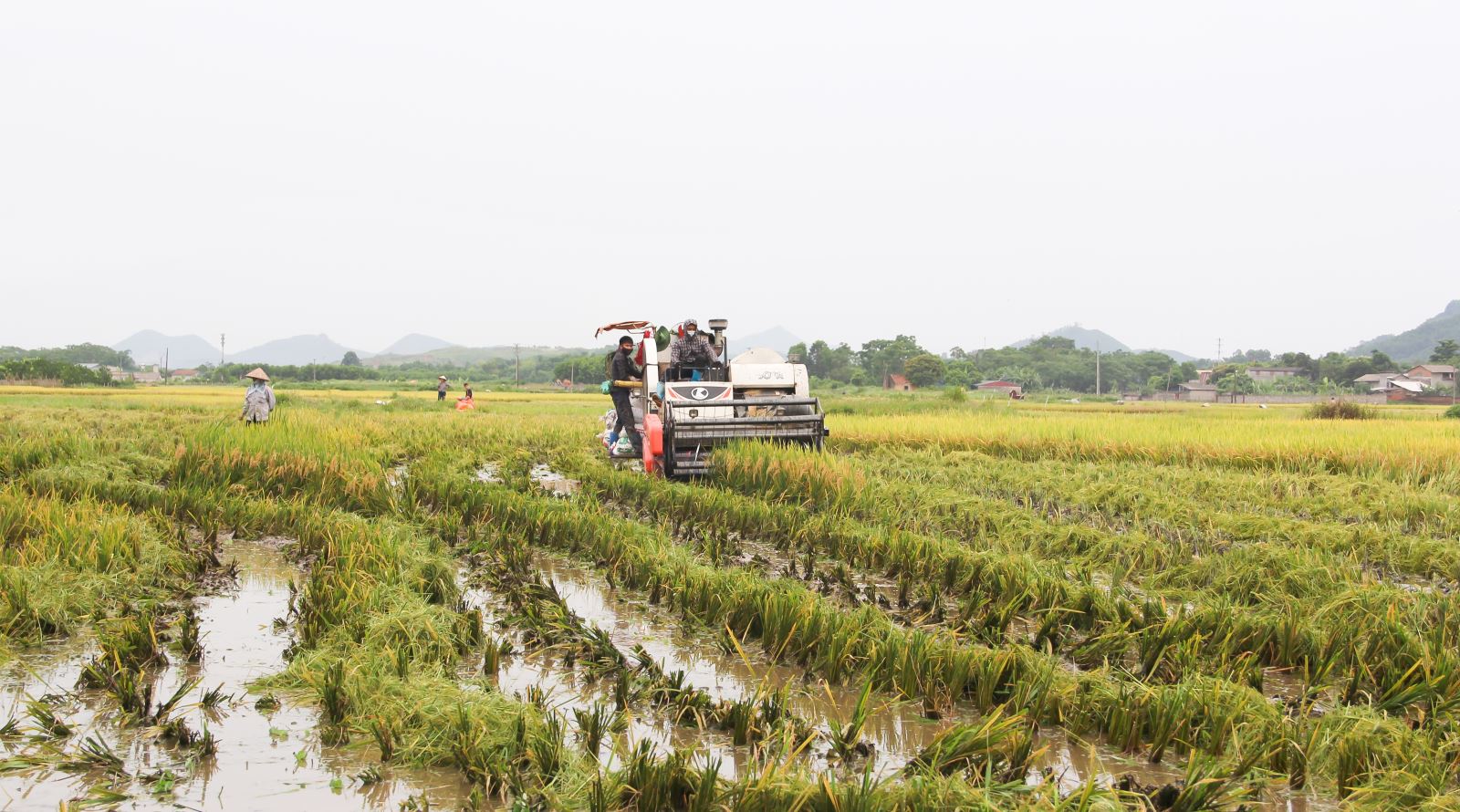  Nông dân xã Nam Hòa đưa máy móc vào thu hoạch trên cánh đồng mẫu lớn.