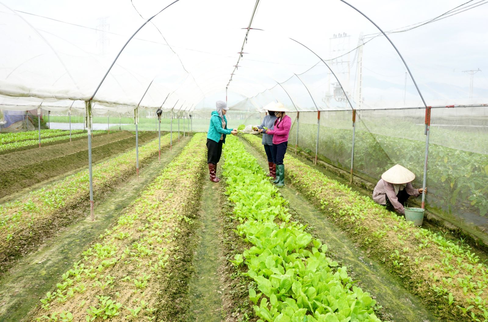  Do ảnh hưởng của thời tiết bất thuận nên một số hộ trồng rau ở xóm 6, thị trấn Hùng Sơn (Đại Từ) phải mất nhiều công chăm sóc nhưng sản lượng rau lại bị sụt giảm.